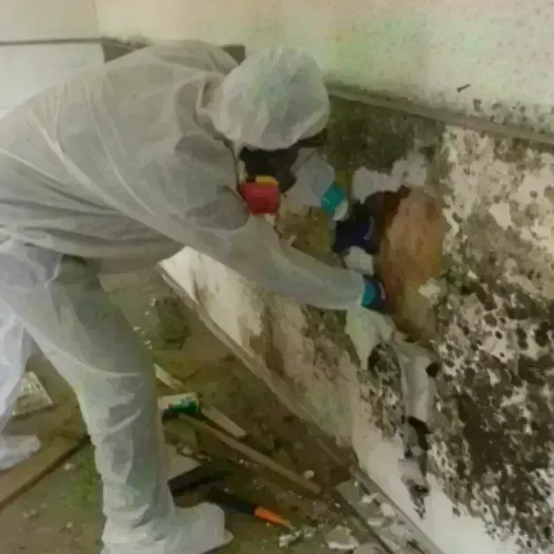 Mold Remediation and Removal in Essex County, NJ